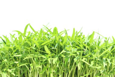 İzole edilmiş sabah zaferi tohumları