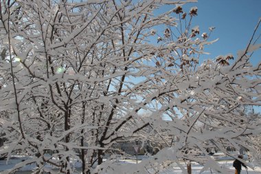 Kar ağaçlarda. Açık soğuk kış günü