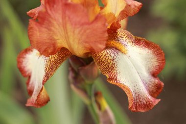 Iris. Süslü çiçek. Yunan anlamına gelir gökkuşağı tercüme