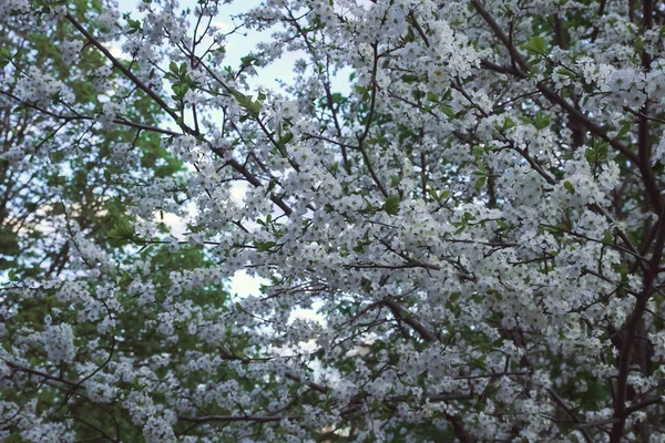 Noite Primavera Árvore Flor Roupa Branca — Fotografia de Stock