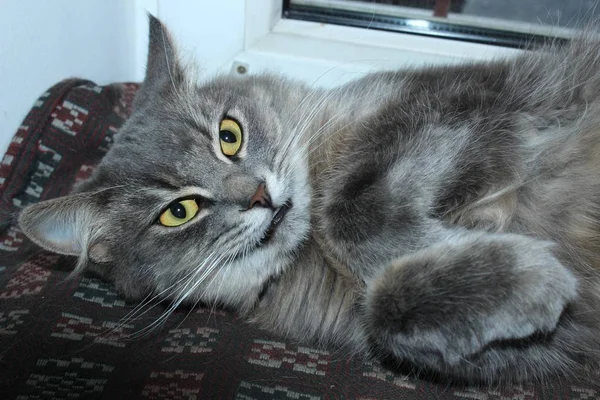 Grijze Kat Aanhankelijk Ondeugende Huisdier — Stockfoto