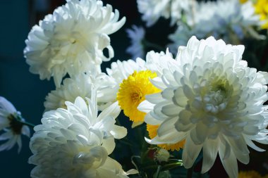 Sonbahar çiçekler, hassas beyaz ve güneşli sarı kasımpatı bir buket