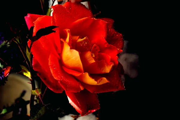 Świeży Delikatny Róża Kroplach Rosy — Zdjęcie stockowe