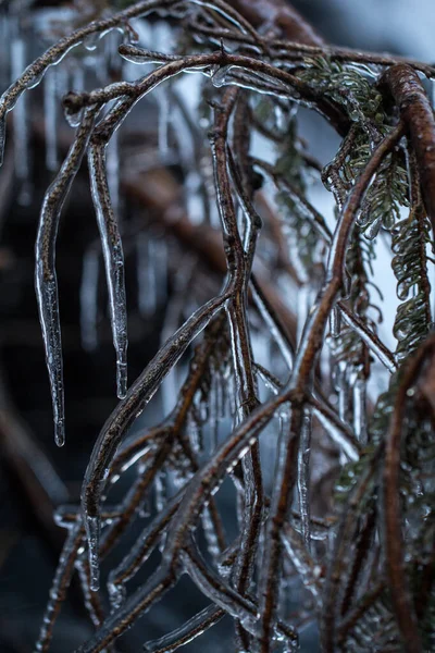 Icy Wood Cold Stream — Stock Photo, Image