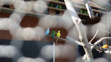 Papağanlar kafesin içinde kuşları