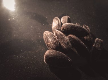 Tohumlar güneşte güneşlenir