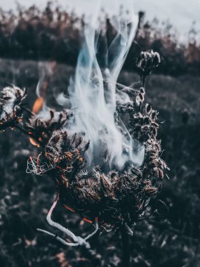 Fotoğrafta yanan bir çiçek var, çok güzel olmuş.