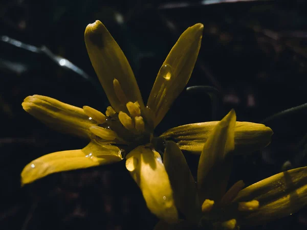 Photo See Beautiful Yellow Flower Shade — Stock Photo, Image
