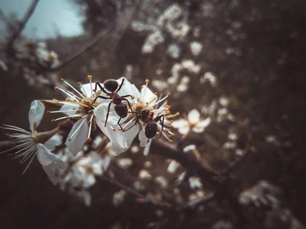 Frame Ants Attacked Wild Cherry Blossom — Stock Photo, Image
