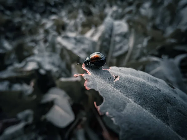 Auf Dem Rahmen Sitzt Ein Kleiner Käfer Auf Einem Blatt — Stockfoto