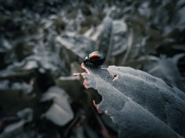 Rámu Malý Brouk Sedící Listu — Stock fotografie