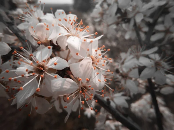 Photo Taken Spring Just Wild Cherry Began Bloom — Stock Photo, Image