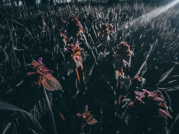 Frame Shows Wild Plants Black White — Stock Photo, Image