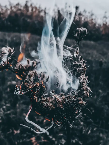 Fotoğrafta yanan bir çiçek var, çok güzel olmuş.