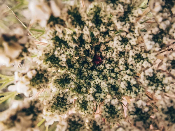 Shot Contains Very Beautiful Wildflower — Stock Photo, Image