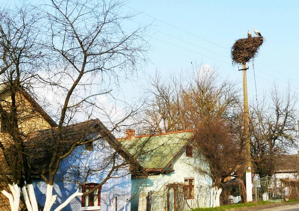 Köy, evler, turnalar ve turnalar elektrik direğine yuva yapar.