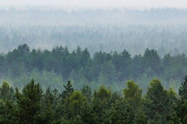 Ormanın Üzerindeki Sis