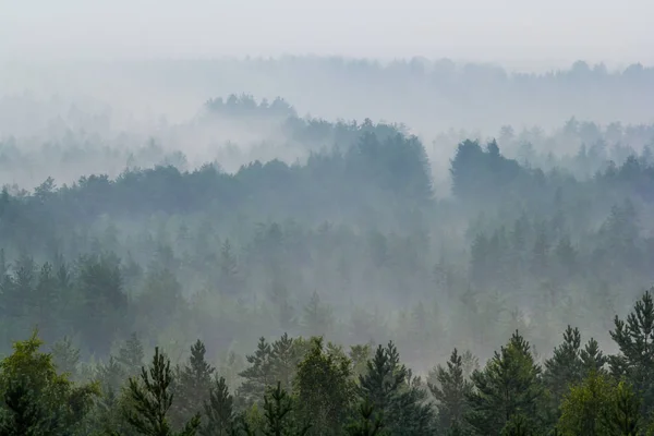 Ormanın Üzerindeki Sis