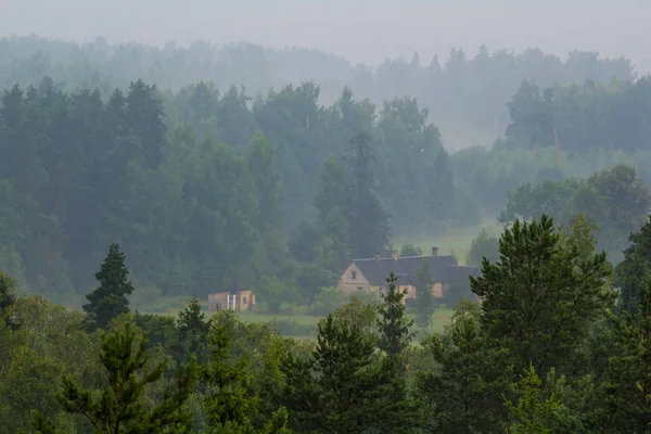 Ormanın Üzerindeki Sis