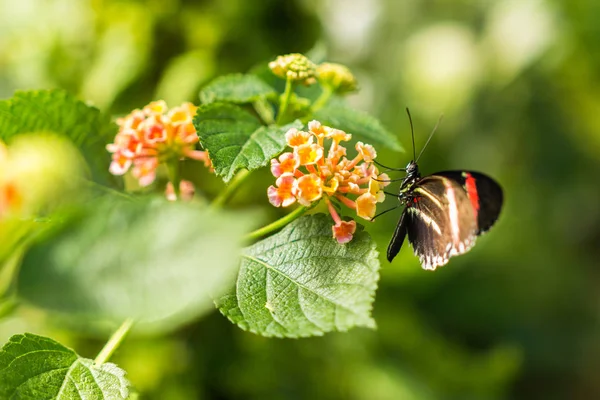 Butterfly On A Flower — Stock Photo, Image