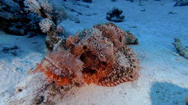 Foto Peixe Stonefish Tirada Mergulho Mar Vermelho Egito Nincs Magyar — Stock Fotó