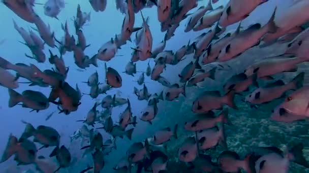 Video Cardume Pargos Snappers Filmado Mar Vermelho Egito — Vídeo de Stock