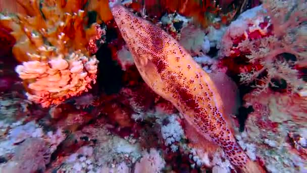 Відео Peixe Cangulo Scrwld File Fish Filmado Mar Vermelho Egito — стокове відео