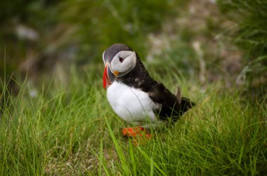 Bu bir kuş ve adı da kardeş. 