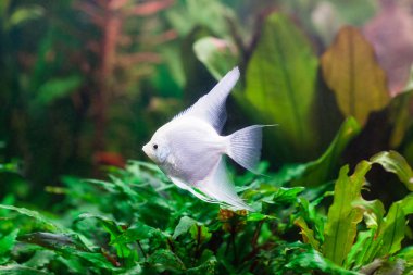 Tatlı su akvaryum pterophyllum scalare balık ile