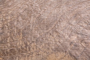 Doğal bataklık meşe ağacının yakın plan çekimleri..