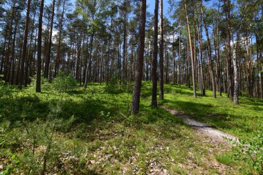 Avrupa'da bahar ormanı