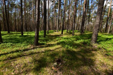 Avrupa'da bahar ormanı