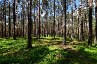 Avrupa'da bahar ormanı