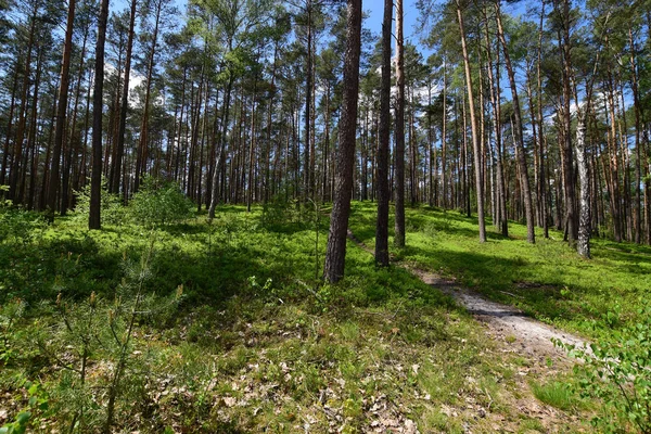 Vår Skogen Europa — Stockfoto