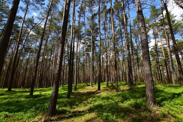 Spring Forest Europe — Stock Photo, Image
