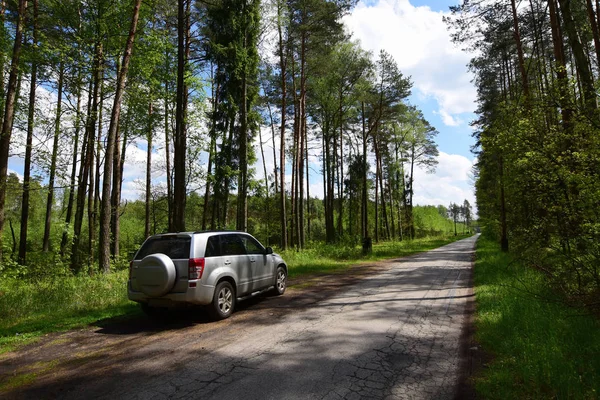 Bosque Primavera Europa — Foto de Stock