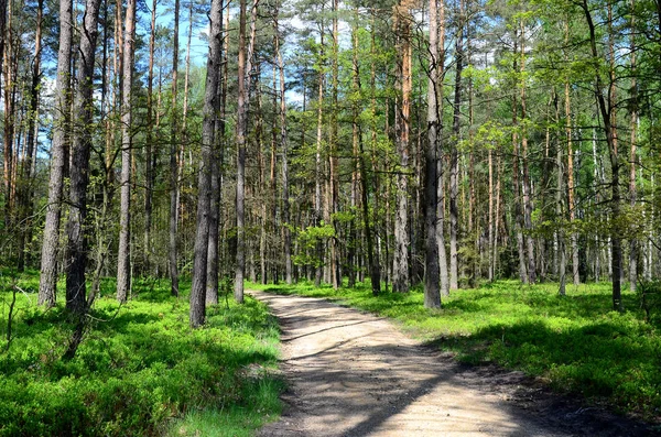 Bosque Primavera Europa — Foto de Stock