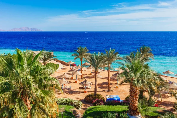 Sunny Resort Beach Palm Trees Coast Red Sea Sharm Sheikh — стоковое фото