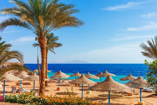 Plage Ensoleillée Avec Palmier Sur Côte Mer Rouge Charm Cheikh — Photo