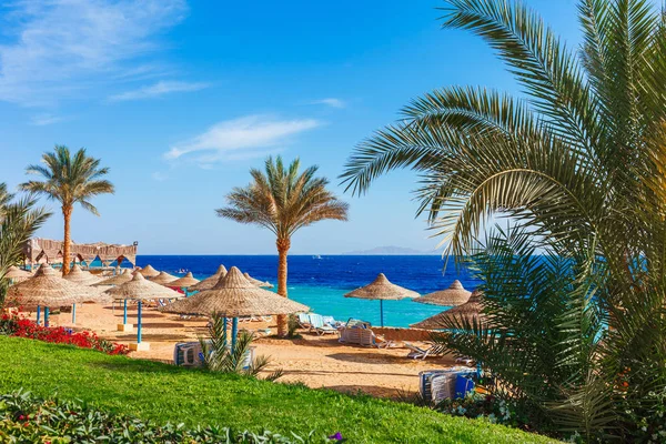 Plage Ensoleillée Avec Palmier Sur Côte Mer Rouge Charm Cheikh — Photo