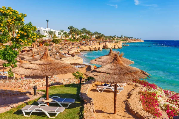 Sunny Resort Beach Med Palmträd Vid Kusten Stranden Röda Havet — Stockfoto