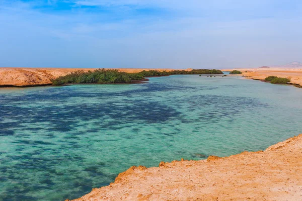 Costa Del Mare Mangrovie Nel Parco Nazionale Ras Mohammed Famoso — Foto Stock