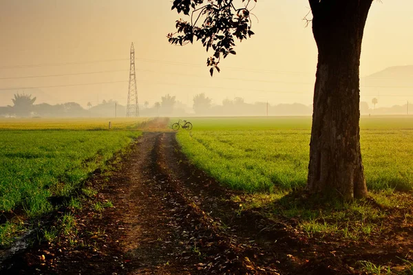A scenic view from rural India showing power grid taken in the field.
