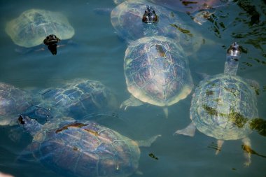 Gölette birden fazla yüzen kaplumbağaya yakın çekim.