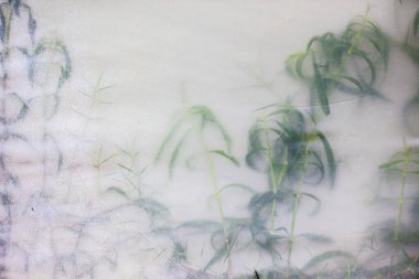 Beyaz kumaşın arkasındaki bitkilerin yakınlaştırılması soyut bir arkaplan olarak gösterilir.