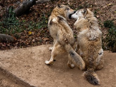 Tibet Kurdu, Darjeeling 'deki Himalaya Zooloji Parkı' nda eğleniyor. Tibet Kurdu, uzun açık renkli kürkü olan orta büyüklükte bir kurttur. Soğuk çöl bölgelerinde, hem açık hem de ormanlık alanlarda bulunurlar. Bazı bölgelerde, şeye yakın otururlar...