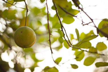 Taze yapraklarla ağaçta asılı duran tek limonlu yakın plan..