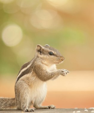 İzole edilmiş doğal arka planda yemek yerken bir sincaba yakın çekim..