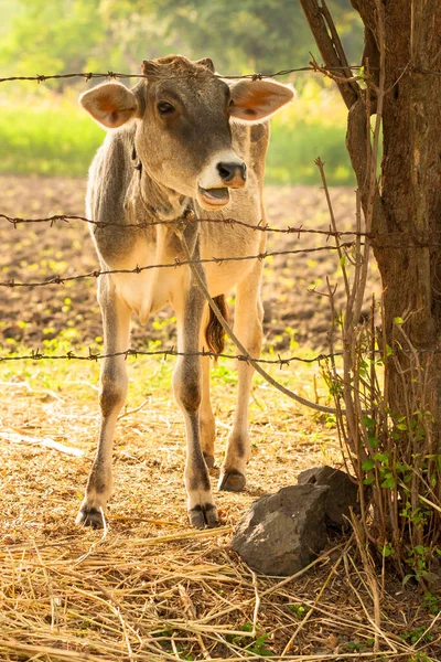 一张1岁左右可爱小牛犊的肖像 小牛在怀孕9个月后出生 它们通常在下肚几分钟内站立 一小时内就会吃奶 在最初的几天里 他们并不容易跟上时代的步伐 — 图库照片