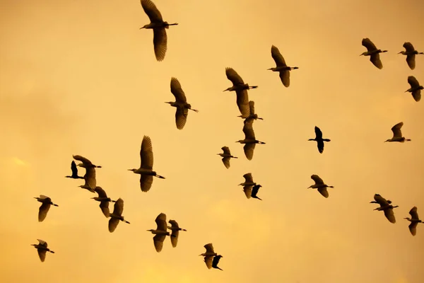 Flights of group of herons in the sky after sunset. — Stock Image Flights Group Herons Sky Sunset Stock Picture